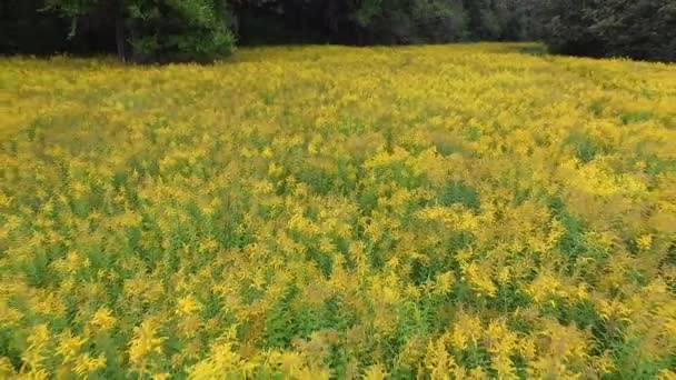 Flyga över fält av blommor — Stockvideo