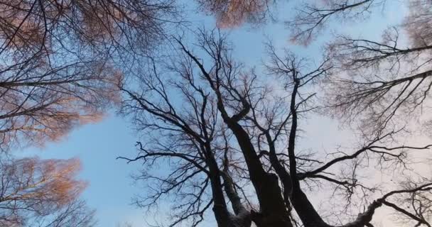 Egy séta a téli erdőben — Stock videók