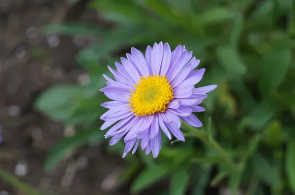 A flor no fundo verde — Fotografia de Stock