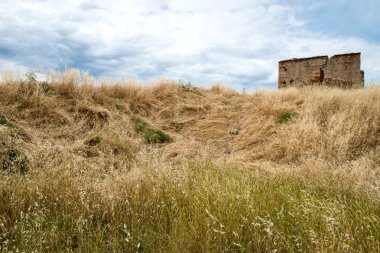 Buğday büyük alanlar