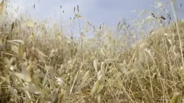 Buğday alanı