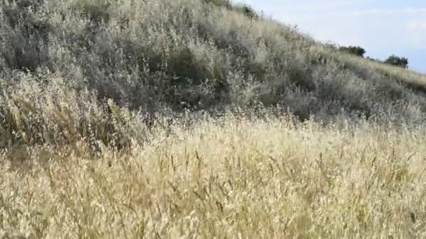 Viento fuerte primavera en las colinas con hierba alta — Vídeos de Stock