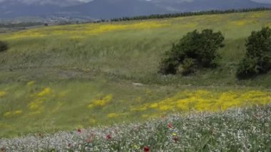 Uzun otların ile tepelerde Rüzgar güçlü bahar