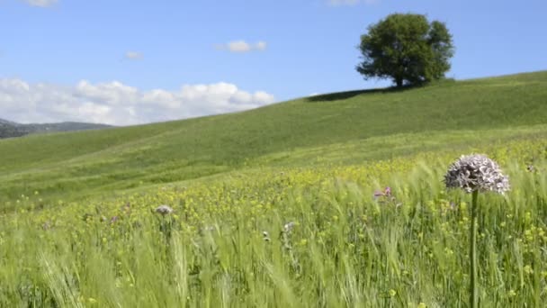 Campo de trigo con fuerte viento — Vídeo de stock