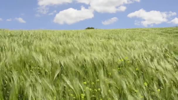 Campo de trigo com vento forte — Vídeo de Stock