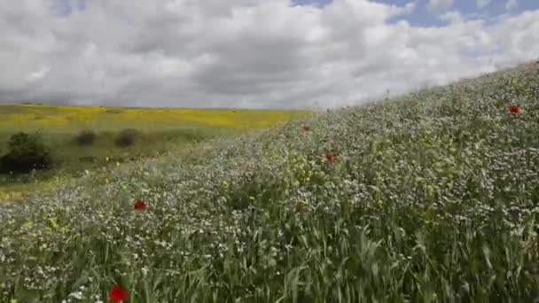 罂粟花和白色的花 — 图库视频影像
