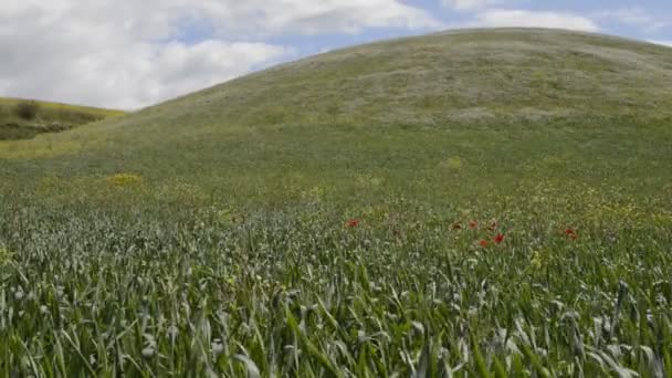 Άνεμος ισχυρή άνοιξη στους λόφους με ψηλό χορτάρι — Αρχείο Βίντεο