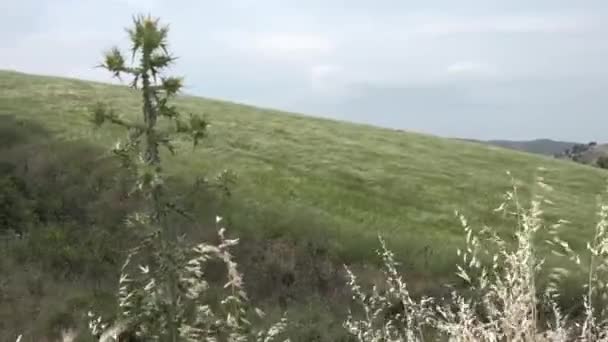 Viento fuerte primavera en las colinas con hierba alta — Vídeos de Stock