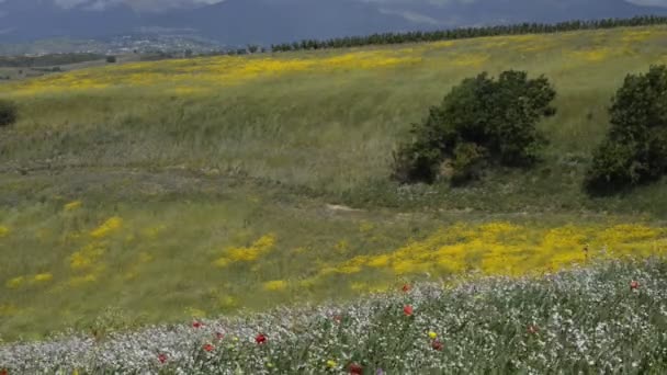 Πεδίο των ζωηρόχρωμων λουλουδιών με άνεμο — Αρχείο Βίντεο