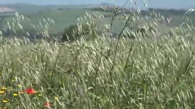 Uzun otların ile tepelerde Rüzgar güçlü bahar
