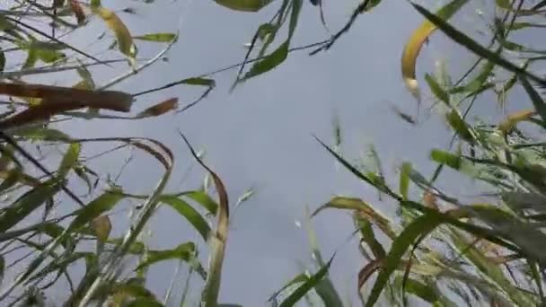 Inside the wheat field — Stock Video