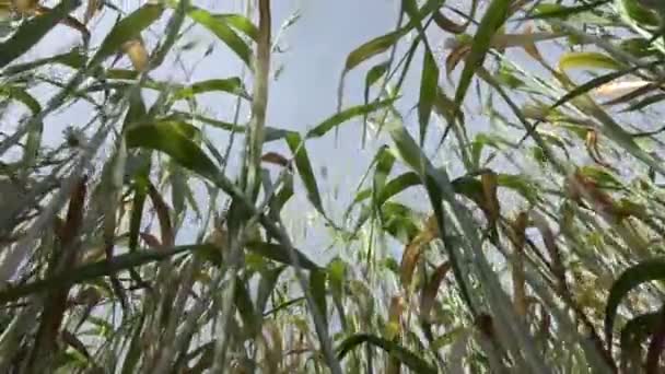 Inside the wheat field — Stock Video