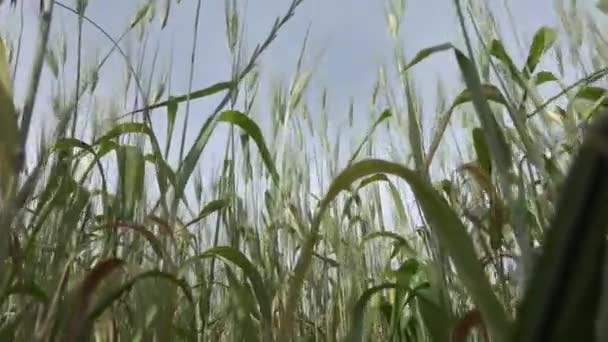 Всередині пшеничного поля — стокове відео