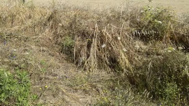 Jaune et blanc herbe haute soufflant — Video