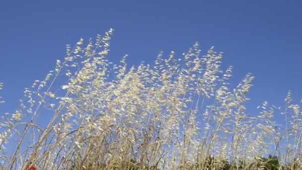 Herbe haute jaune et blanche soufflant dans le vent — Video