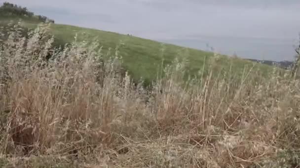 Wind starker Frühling in den Hügeln mit hohem Gras — Stockvideo