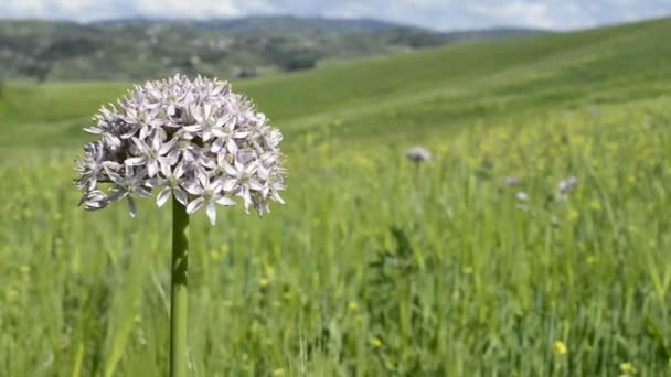 Vent printemps fort dans les collines avec de l'herbe haute — Video