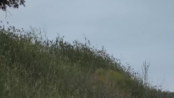 Vânt puternic primăvară în dealuri cu iarbă înaltă — Videoclip de stoc
