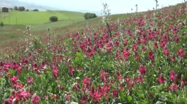 Uzun otların ile tepelerde Rüzgar güçlü bahar