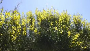 Gorse Rüzgar dağlarda