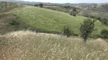 buğday alan kuvvetli rüzgar ile