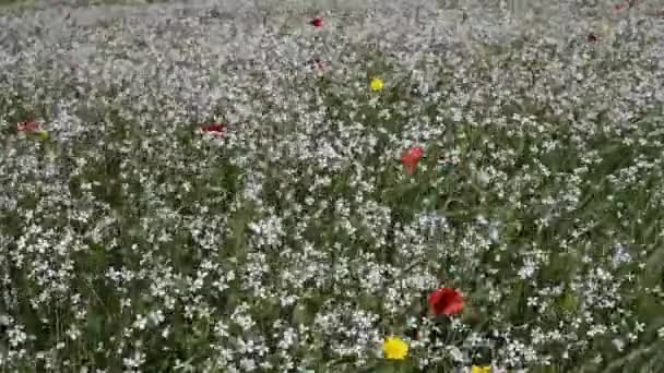 Amapolas y flores blancas — Vídeo de stock