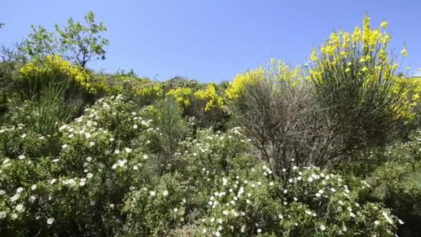 Gorse in the mountains with the wind — Stock Video