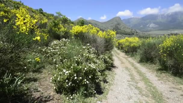 Gorse nas montanhas com o vento — Vídeo de Stock