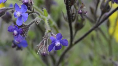 Bugloss mavi ve sarı papatyalar