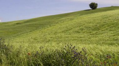 Uzun otların ile tepelerde Rüzgar güçlü bahar