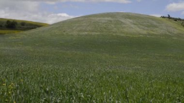 Haşhaş ve beyaz çiçekler