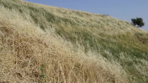 Sprężynowej wiatr na wzgórzach z trawą — Wideo stockowe