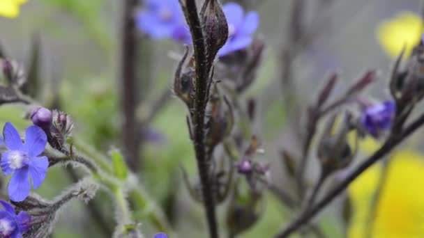 Bugloss margaritas azules y amarillas — Vídeos de Stock