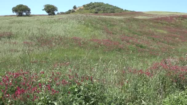 Amapolas y flores blancas — Vídeo de stock