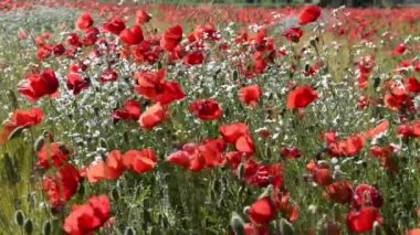 Haşhaş ve beyaz çiçekler