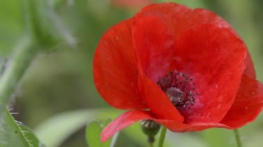 Örümcek ile haşhaş