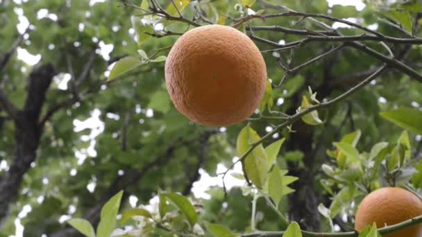 Pohon jeruk di peternakan — Stok Video