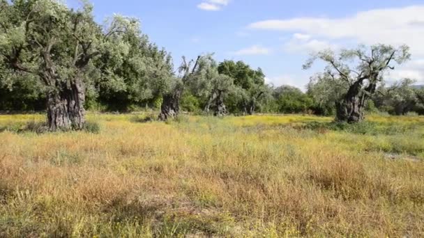Field of olive trees — Stock Video