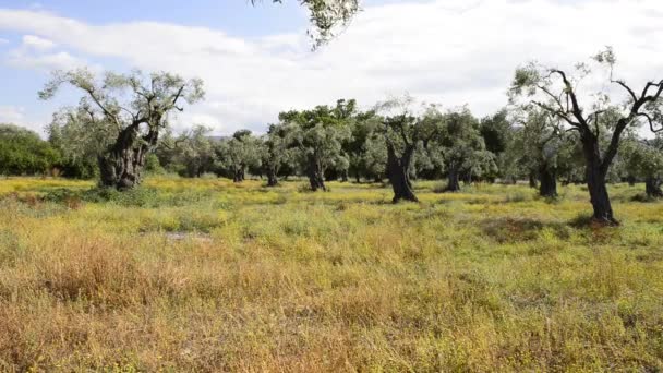 Campo de olivos — Vídeo de stock