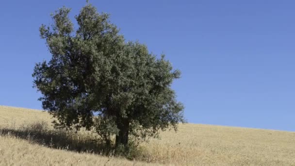 Field of olive trees — Stock Video