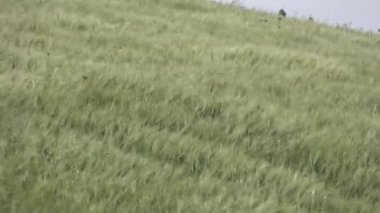 Uzun otların ile tepelerde Rüzgar güçlü bahar