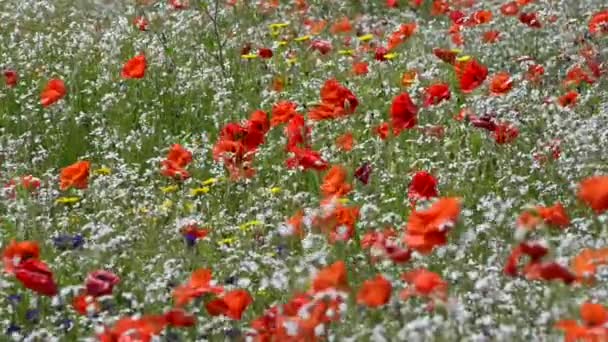 Amapolas y flores blancas — Vídeo de stock