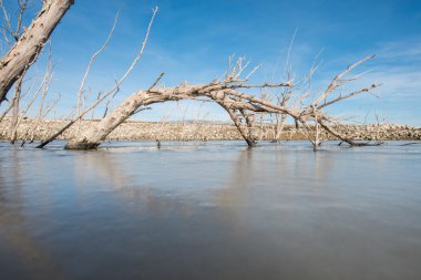 Büyük ağaç ile güçlü dalları ile donmuş göl