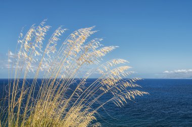 Uzun otların Rüzgar ve deniz ile