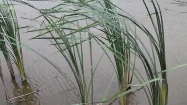 uzun otların rüzgar ile nehir su