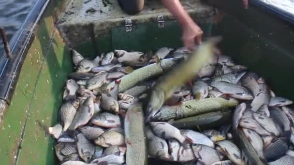 Old boat carrying a lot of fish in the river — Stock Video