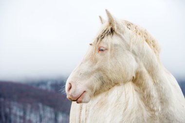 Albino at kar üzerinde mavi gözlü