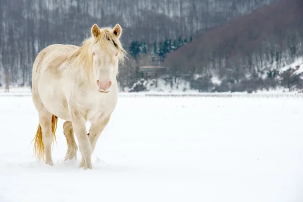 Albino koń niebieski oczy na śniegu — Zdjęcie stockowe