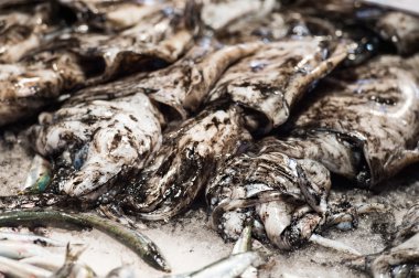 Cuttle balık balık Market