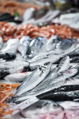 volpini deniz balık bankada